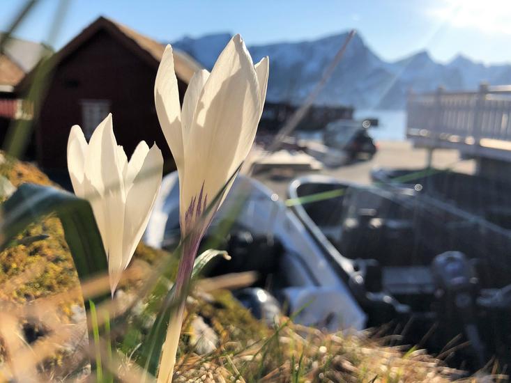 The first springflowers - Crocus