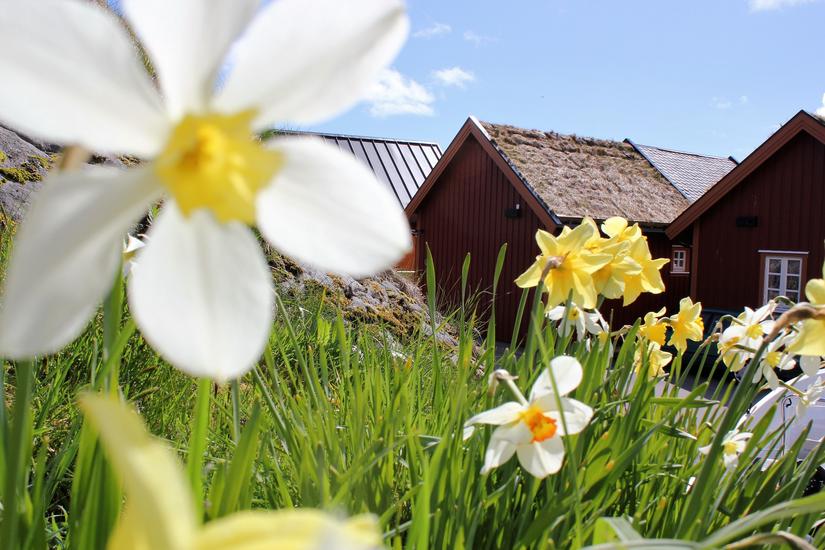 Narcissius groing behind our fishermans cabins