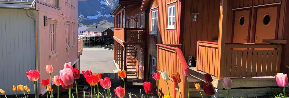 Dog enjoying the sun outside Tørrfiskbryga 2